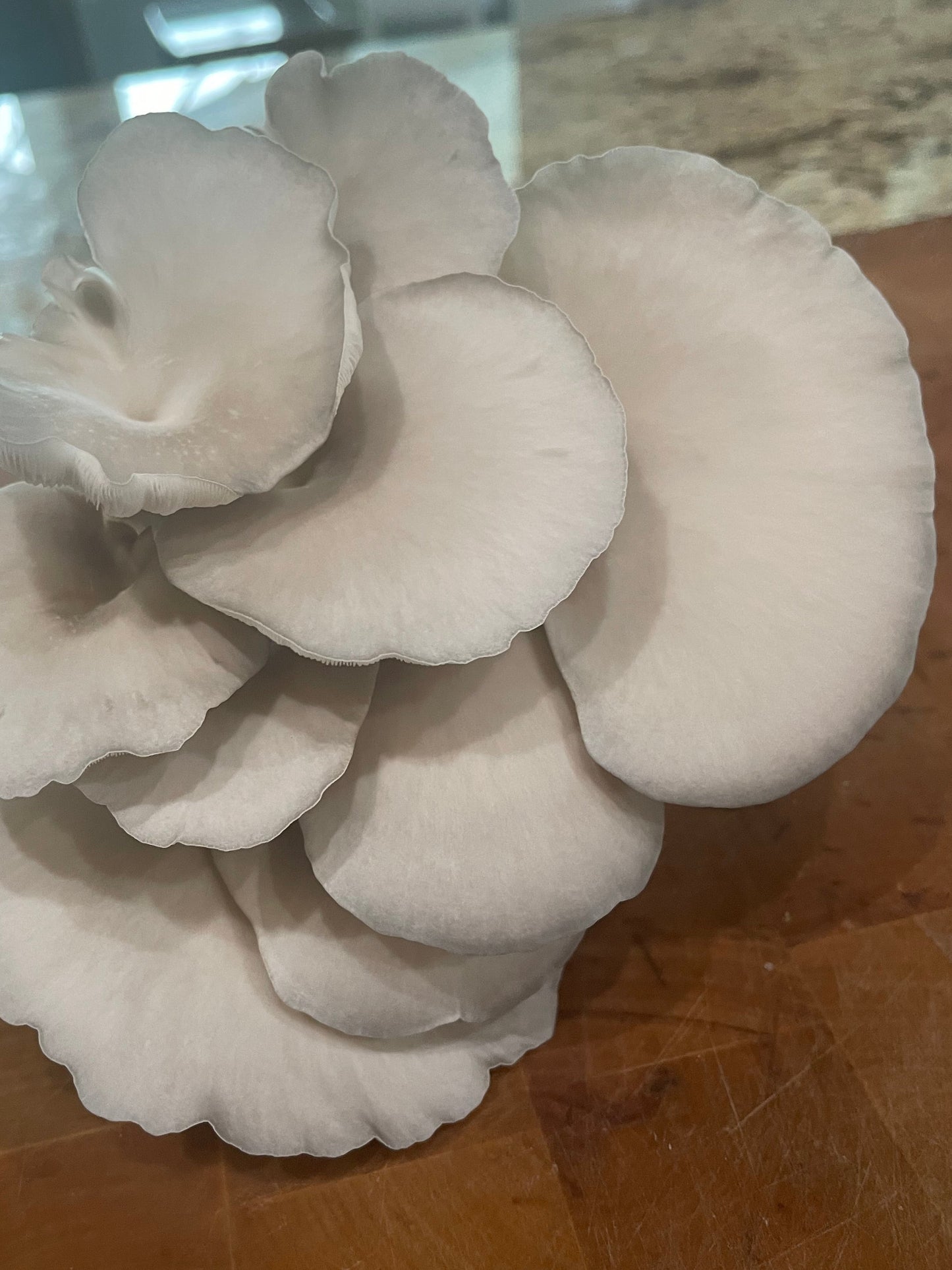 Close-up of blue oyster mushrooms