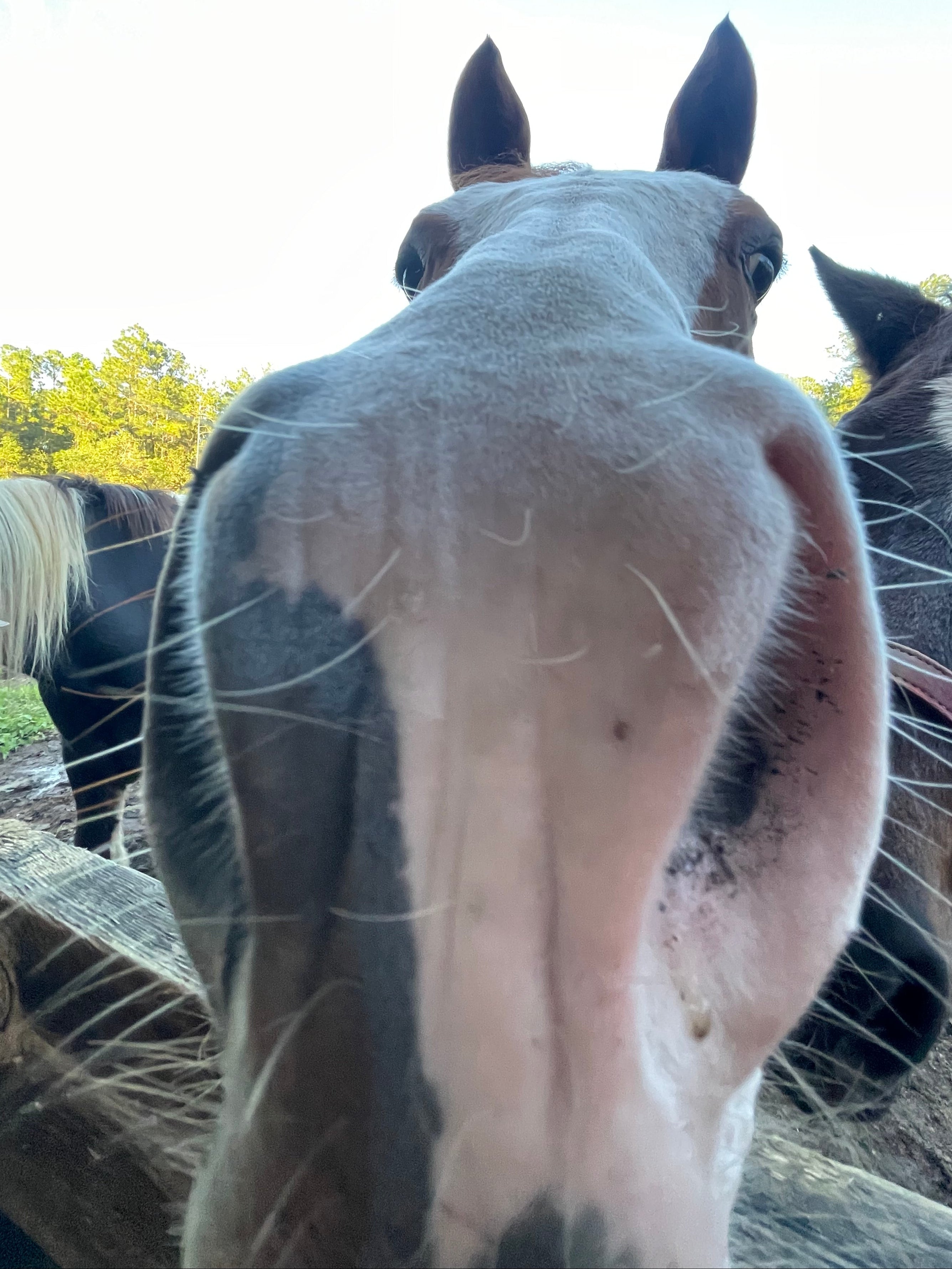Close-up of a horse's face